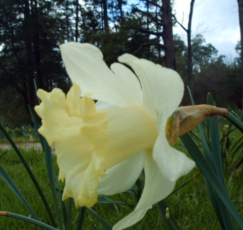 festivaldaffodil.jpg